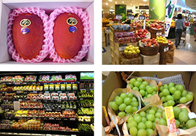 日本の青果物・加工品の海外市場への輸出・卸売販売