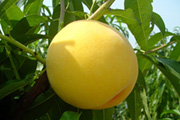 黄金桃